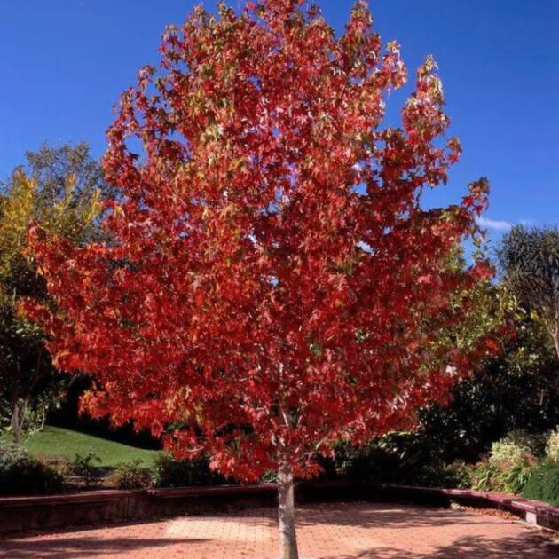 Amerikai Ámbrafa – Liquidambar styraciflua
