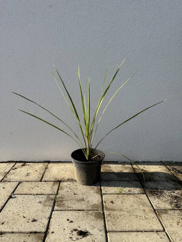 Déli bunkóliliom - Cordyline australis