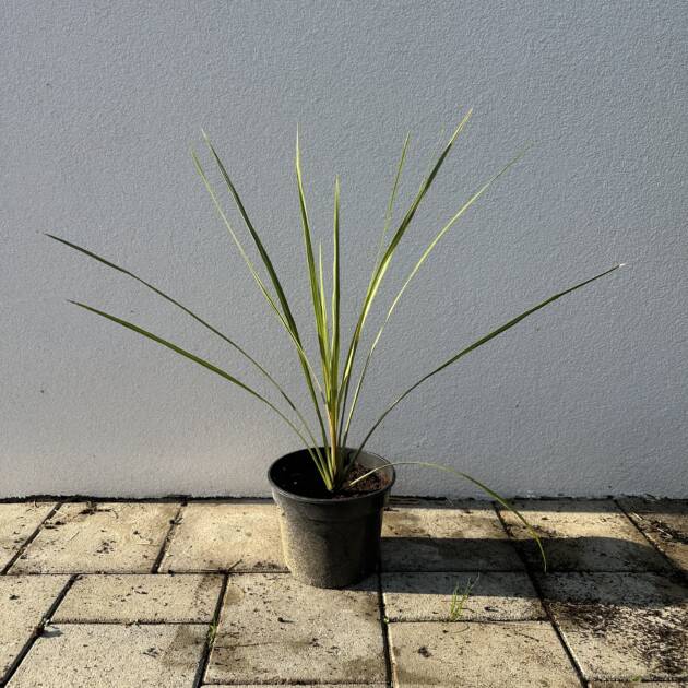 Déli bunkóliliom - Cordyline australis