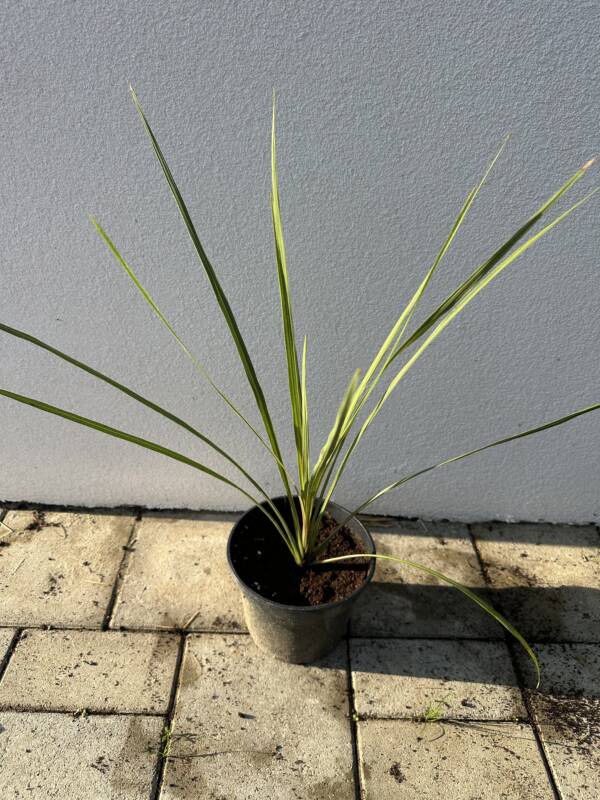 Déli bunkóliliom - Cordyline australis - Image 2