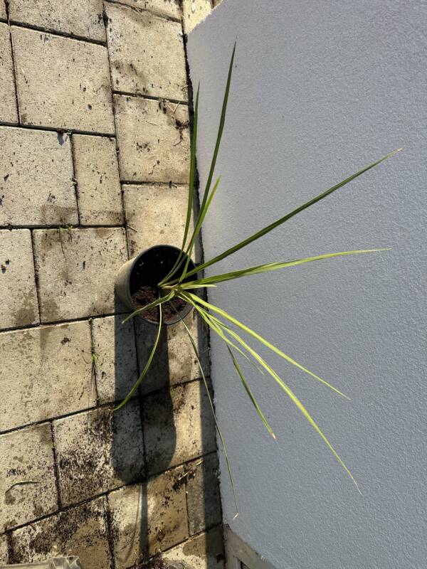 Déli bunkóliliom - Cordyline australis - Image 3