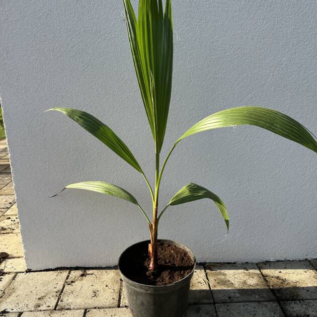 Washington pálma - Washingtonia 'Robusta'