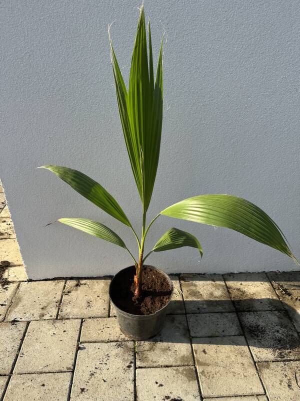 Washington pálma - Washingtonia 'Robusta' - Image 2