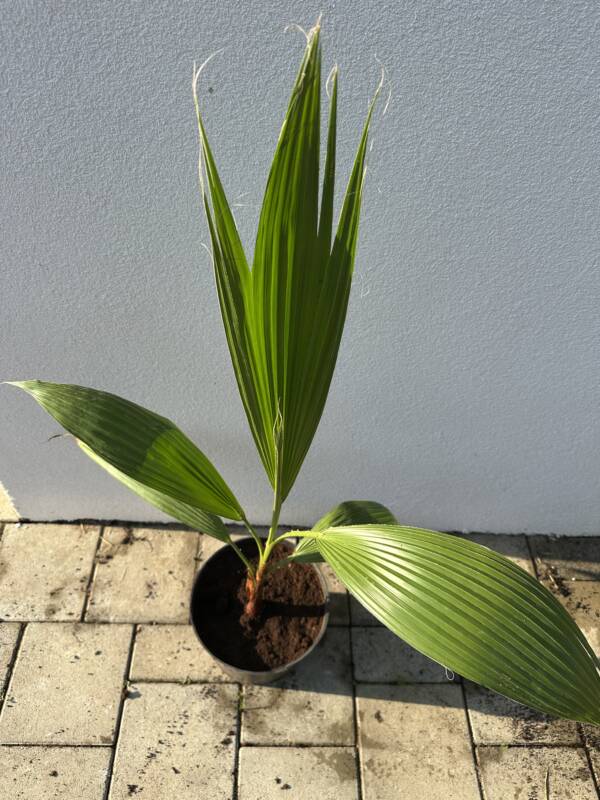 Washington pálma - Washingtonia 'Robusta' - Image 3