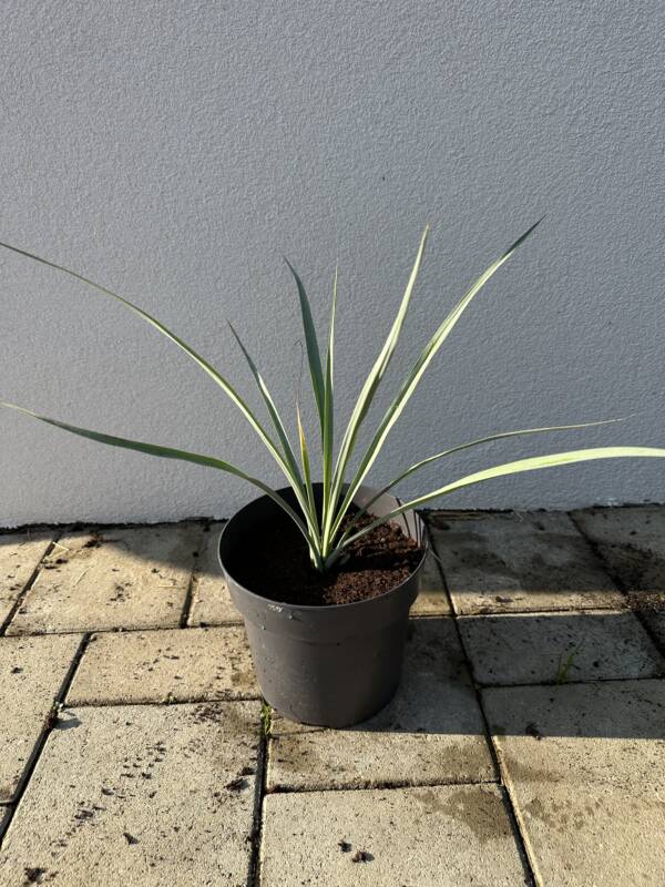 Yucca Rigida