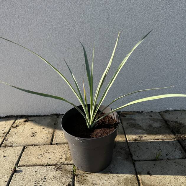 Yucca Rigida