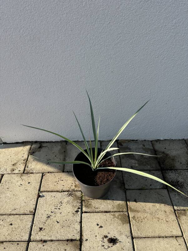 Yucca Rigida - Image 2