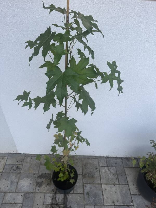 Amerikai Ámbrafa - Liquidambar styraciflua - Image 6