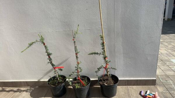 Csüngő kék atlasz cédrus - Cedrus atlantica 'Glauca Pendula'