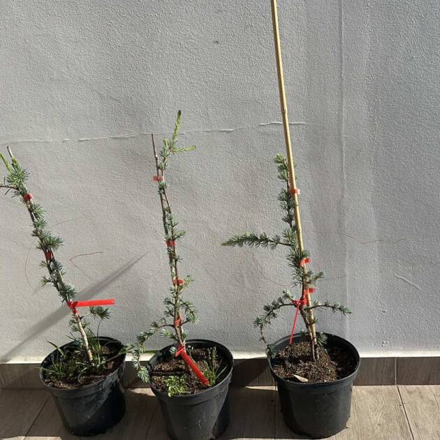 Csüngő kék atlasz cédrus - Cedrus atlantica 'Glauca Pendula'