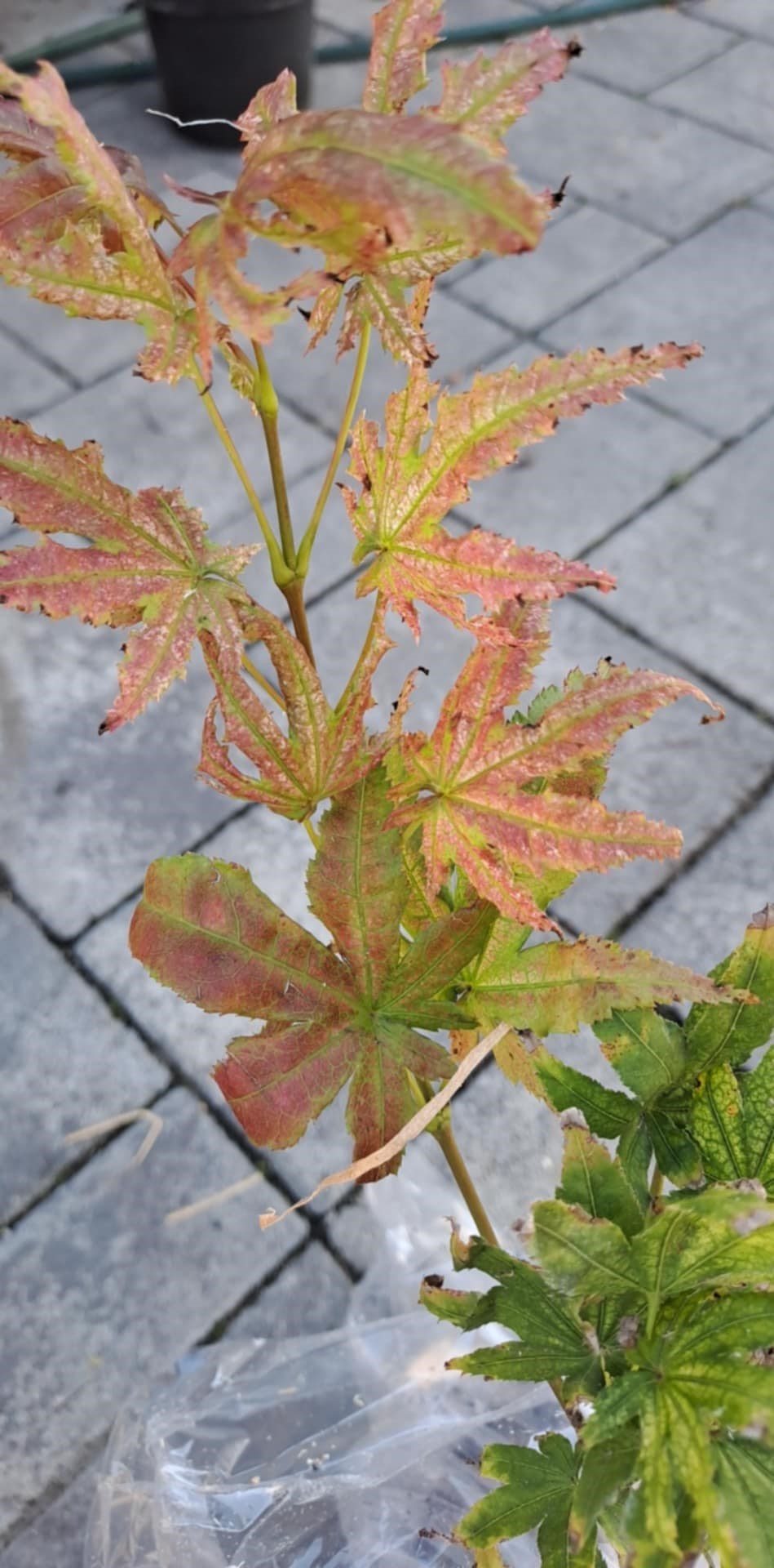 Acer palmatum 'Peaches and Cream' - Image 4