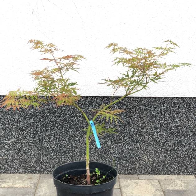 Acer palmatum ‘Tatsuta-gire’