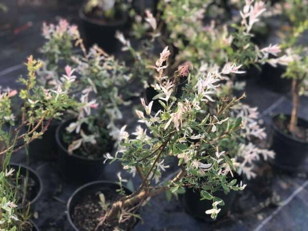 Tarka levelű japán fűz - Salix integra 'Hakuro-Nishiki' (bokor) - Image 3