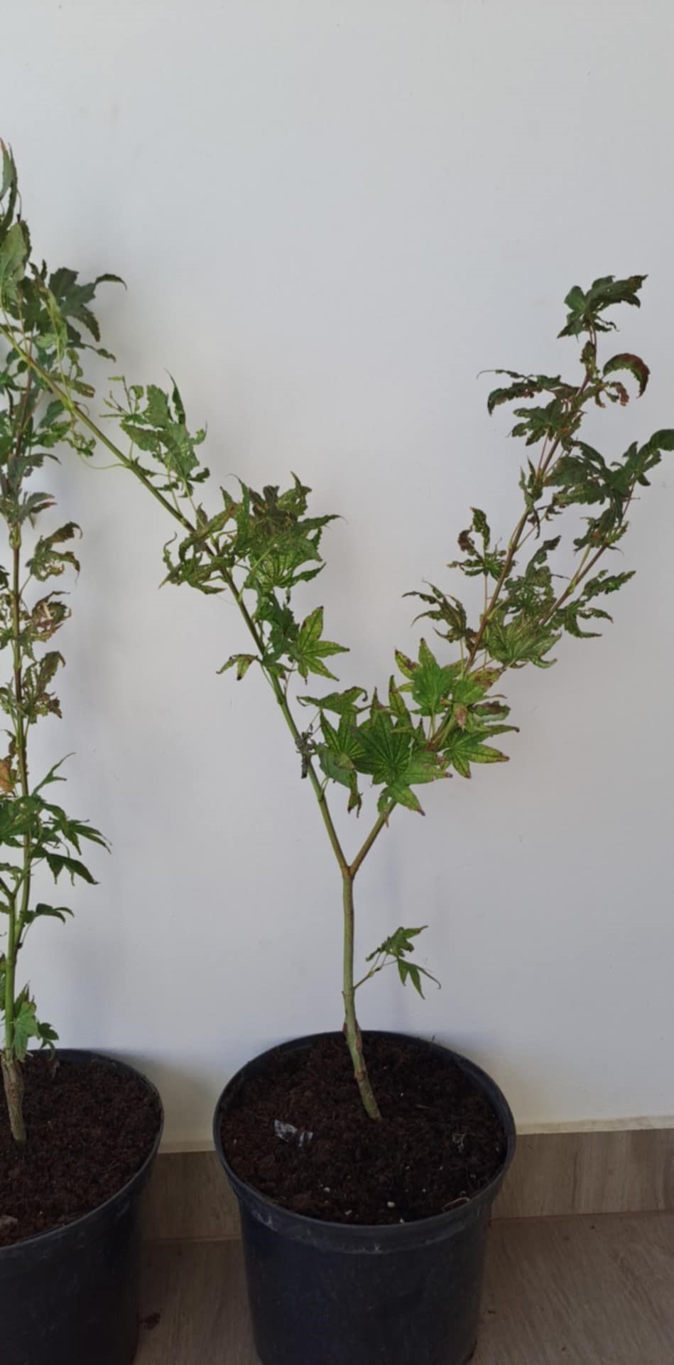 Acer palmatum 'Peaches and Cream' - Image 5
