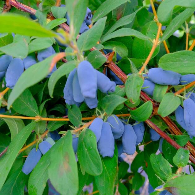 Kamcsatkai mézbogyó - Lonicera kamtschatika