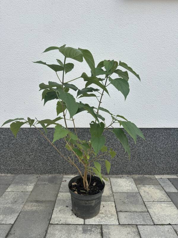 Kései végzetfa - Clerodendrum trichotomum
