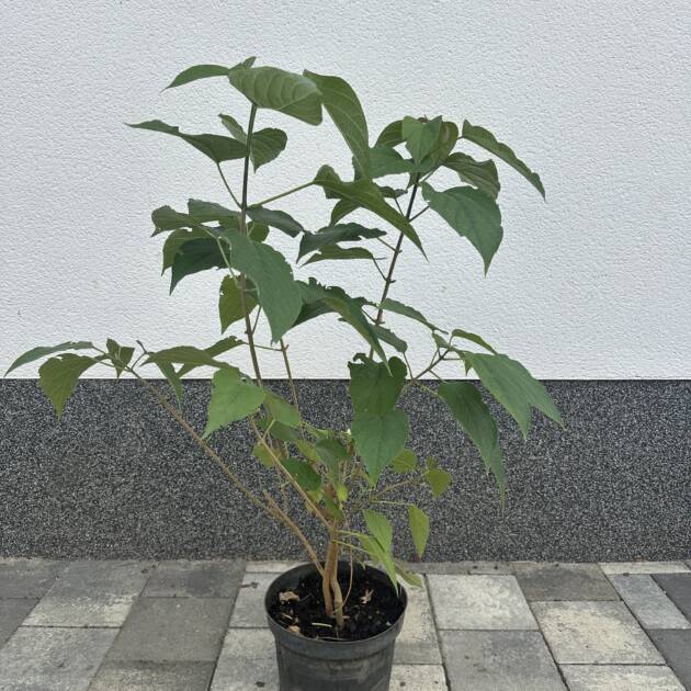 Kései végzetfa - Clerodendrum trichotomum