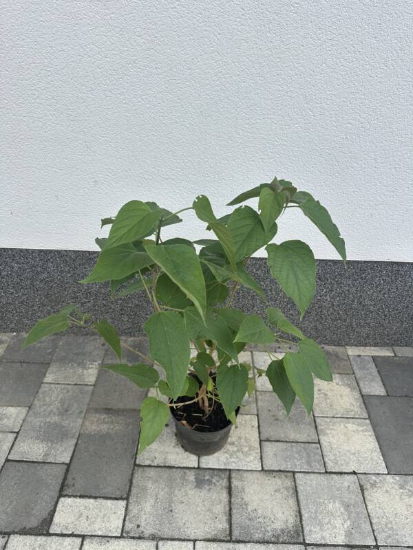 Kései végzetfa - Clerodendrum trichotomum - Image 2