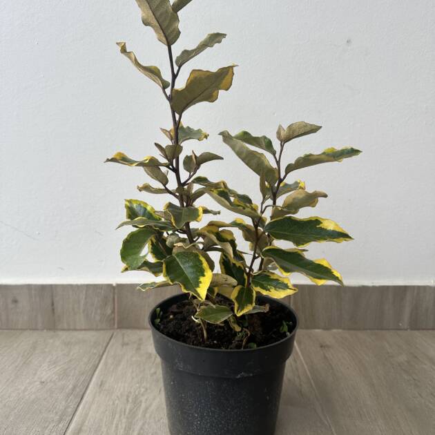 Széleslevelű ezüstfa - Elaeagnus ebbingei 'Viveleg'