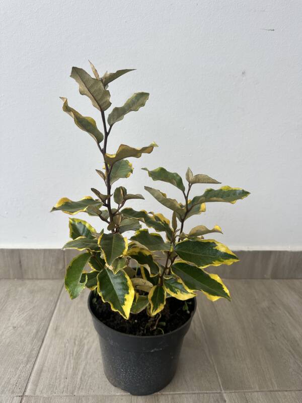 Széleslevelű ezüstfa - Elaeagnus ebbingei 'Viveleg' - Image 2