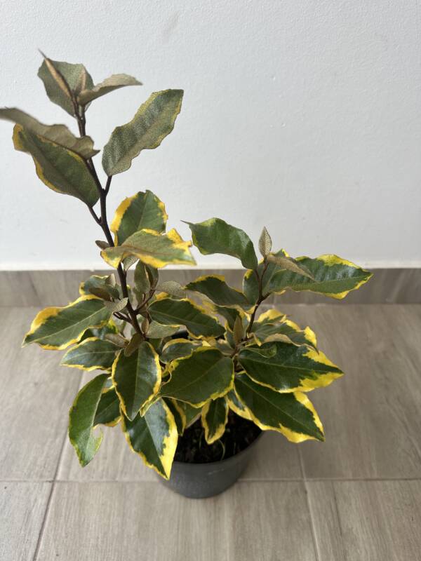 Széleslevelű ezüstfa - Elaeagnus ebbingei 'Viveleg' - Image 3