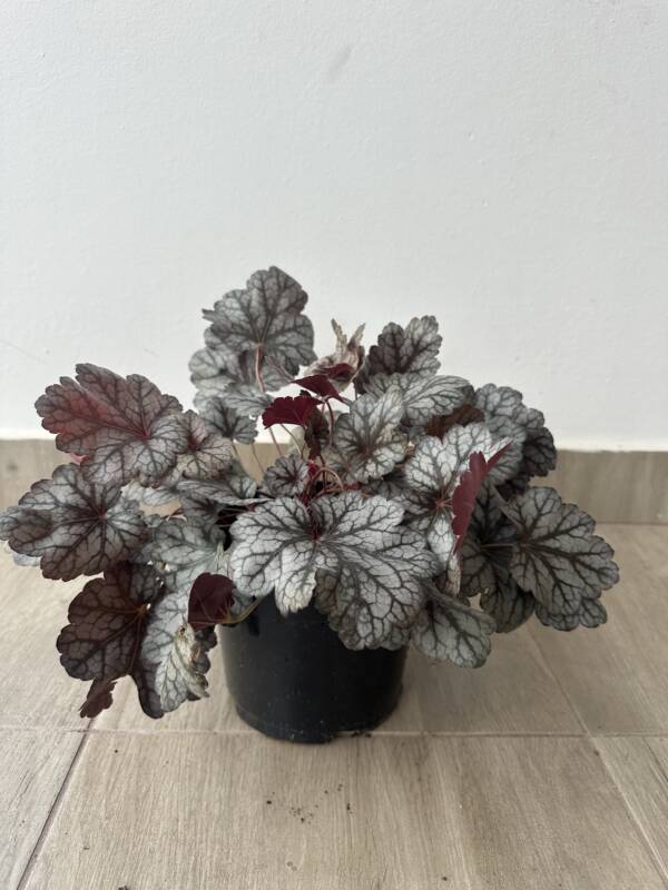 Tűzeső - Heuchera 'Glitter'