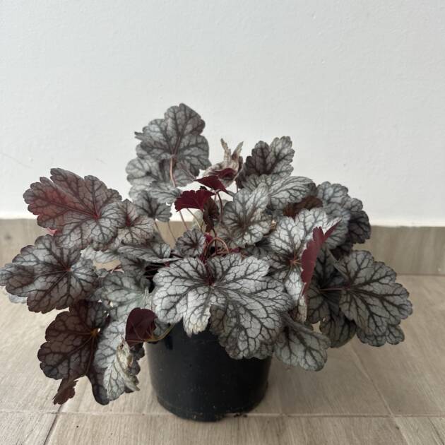 Tűzeső - Heuchera 'Glitter'