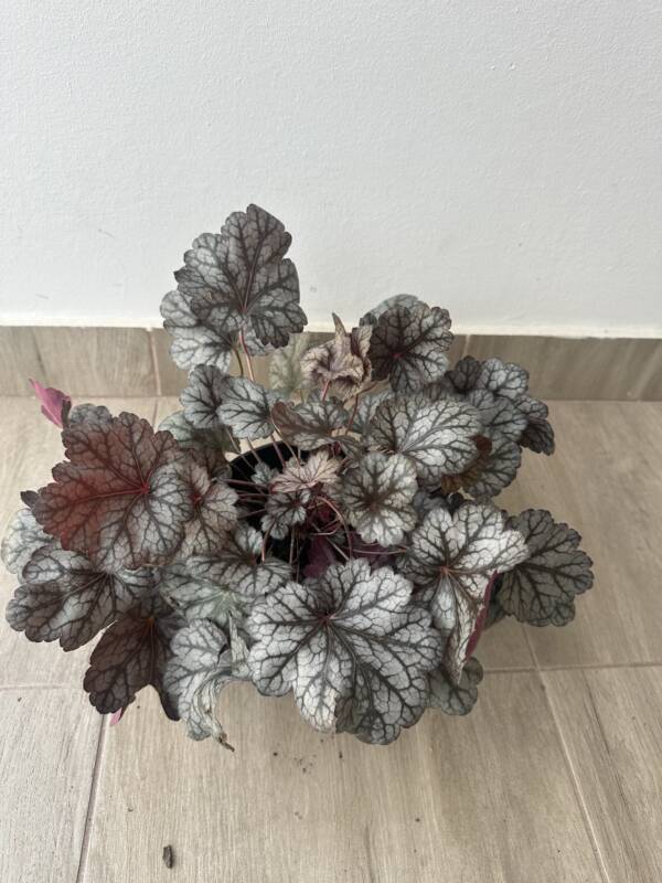 Tűzeső - Heuchera 'Glitter' - Image 2