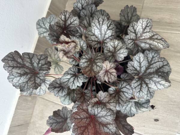 Tűzeső - Heuchera 'Glitter' - Image 3