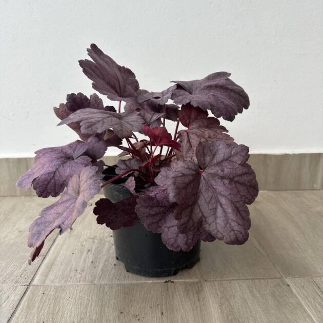 Tűzeső - Heuchera 'Grape Soda'