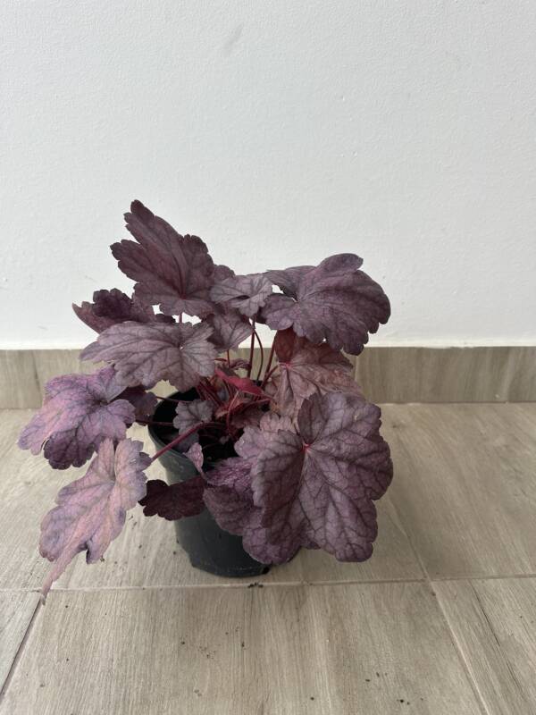 Tűzeső - Heuchera 'Grape Soda' - Image 2