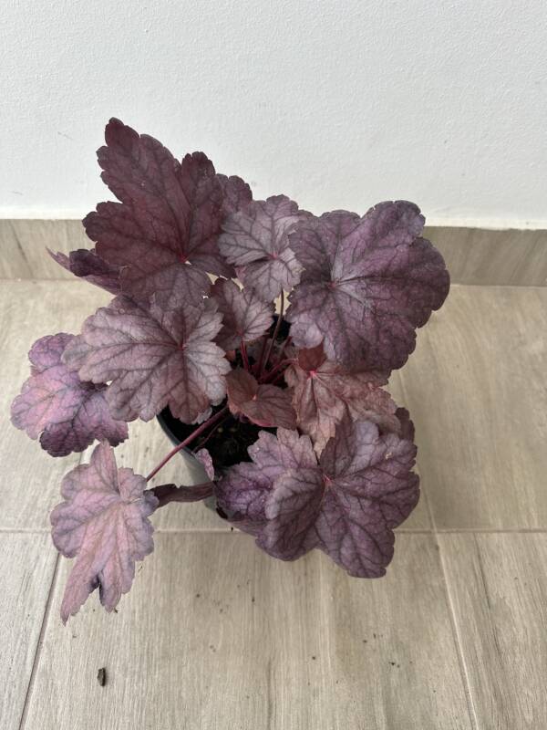 Tűzeső - Heuchera 'Grape Soda' - Image 3