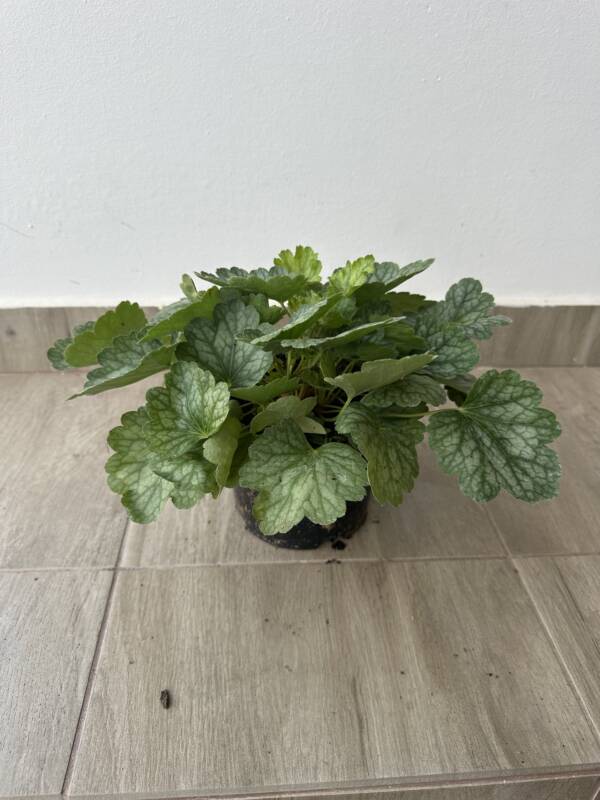 Tűzeső - Heuchera 'Peppermint Spice'