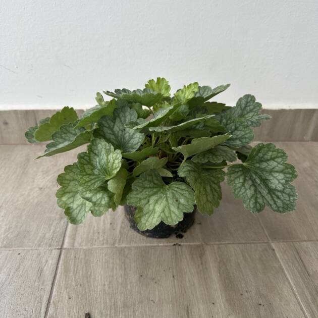 Tűzeső - Heuchera 'Peppermint Spice'