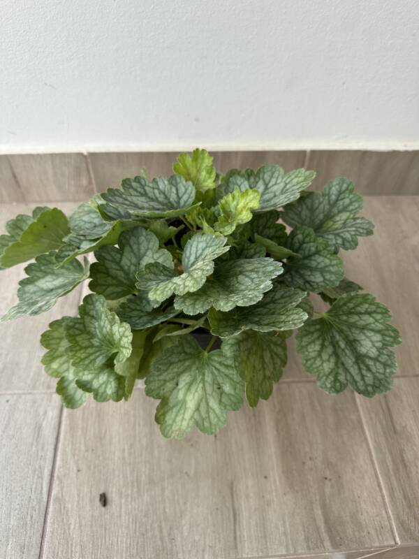 Tűzeső - Heuchera 'Peppermint Spice' - Image 2