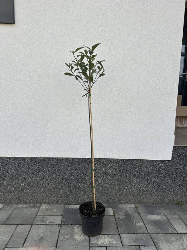 Magastörzsű korallberkenye - Photinia fraseri