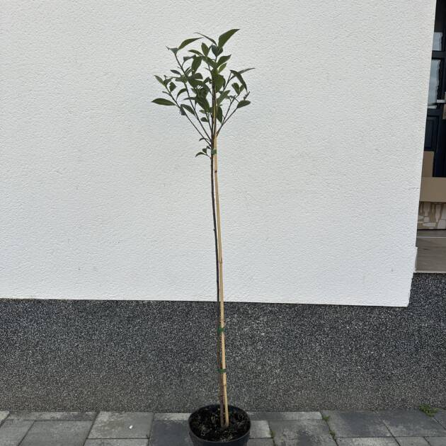 Magastörzsű korallberkenye - Photinia fraseri