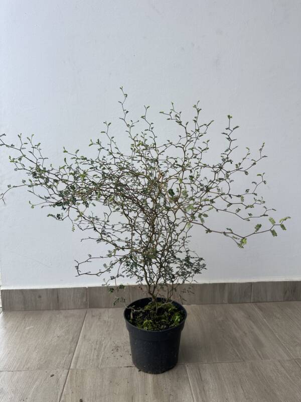 Törpe akác - Sophora prostrata 'Little Baby'