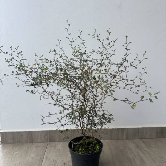 Törpe akác - Sophora prostrata 'Little Baby'