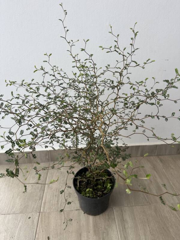 Törpe akác - Sophora prostrata 'Little Baby' - Image 2