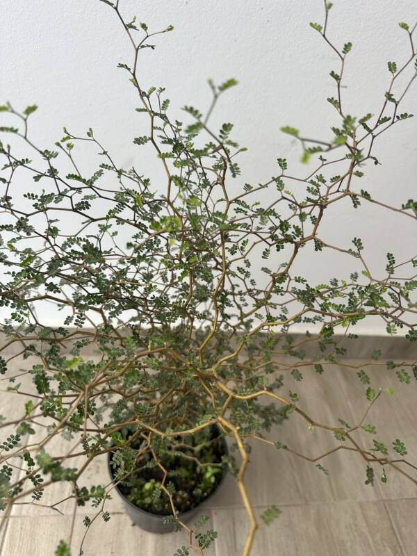 Törpe akác - Sophora prostrata 'Little Baby' - Image 3