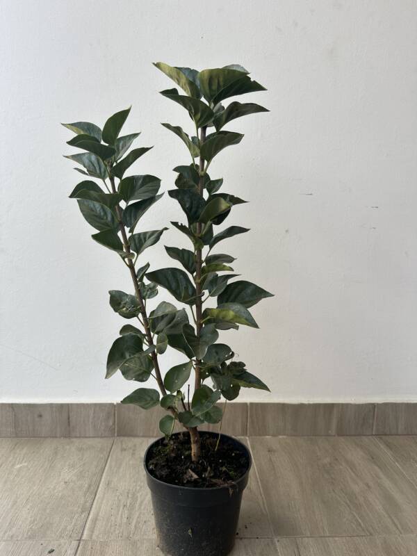 Bíborpiros orgona - Syringa vulgaris 'Andenken an Ludwig Spath'