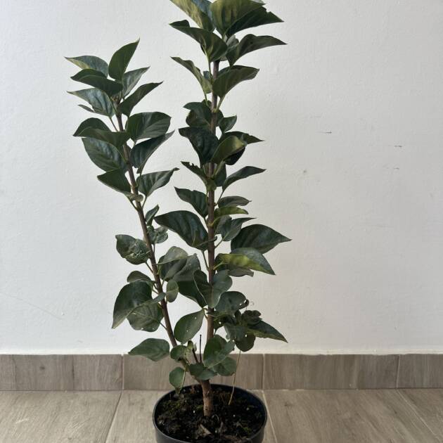 Bíborpiros orgona - Syringa vulgaris 'Andenken an Ludwig Spath'