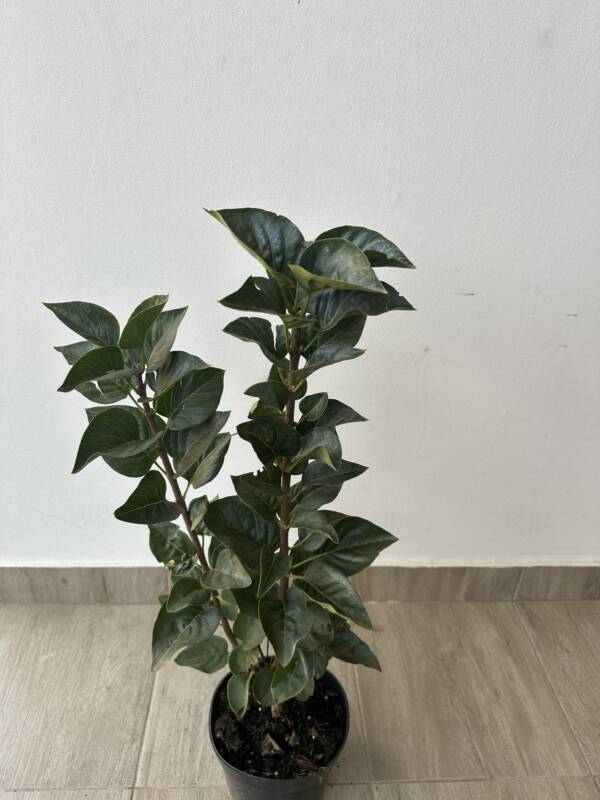 Bíborpiros orgona - Syringa vulgaris 'Andenken an Ludwig Spath' - Image 2