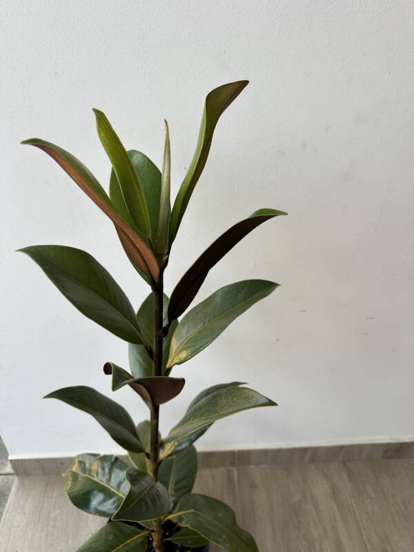 Örökzöld magnólia - Magnolia grandiflora