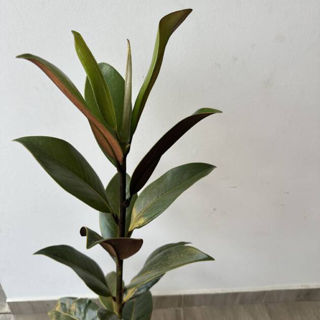 Örökzöld magnólia - Magnolia grandiflora