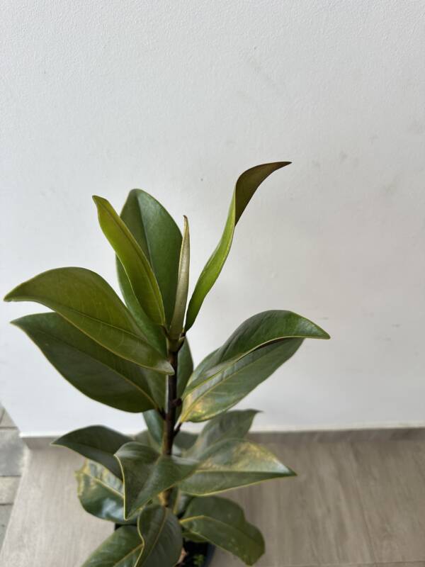 Örökzöld magnólia - Magnolia grandiflora - Image 2
