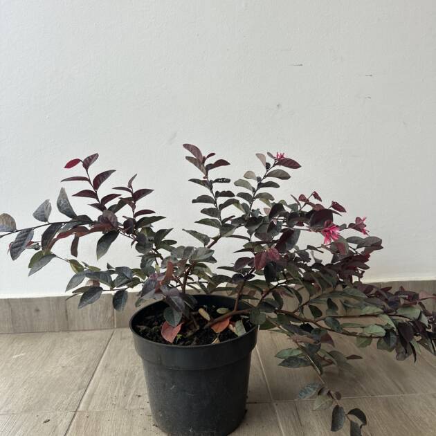 Kínai rojtosvirág - Loropetalum chinense 'Fede'