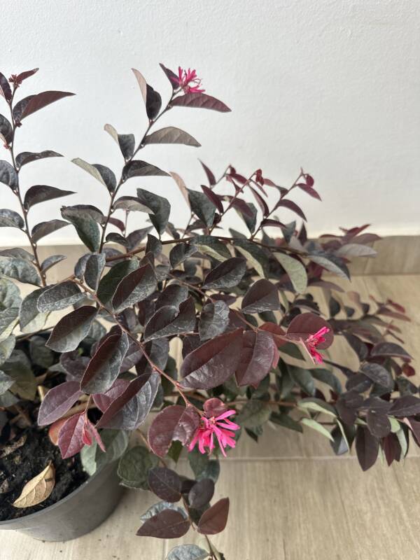 Kínai rojtosvirág - Loropetalum chinense 'Fede' - Image 3