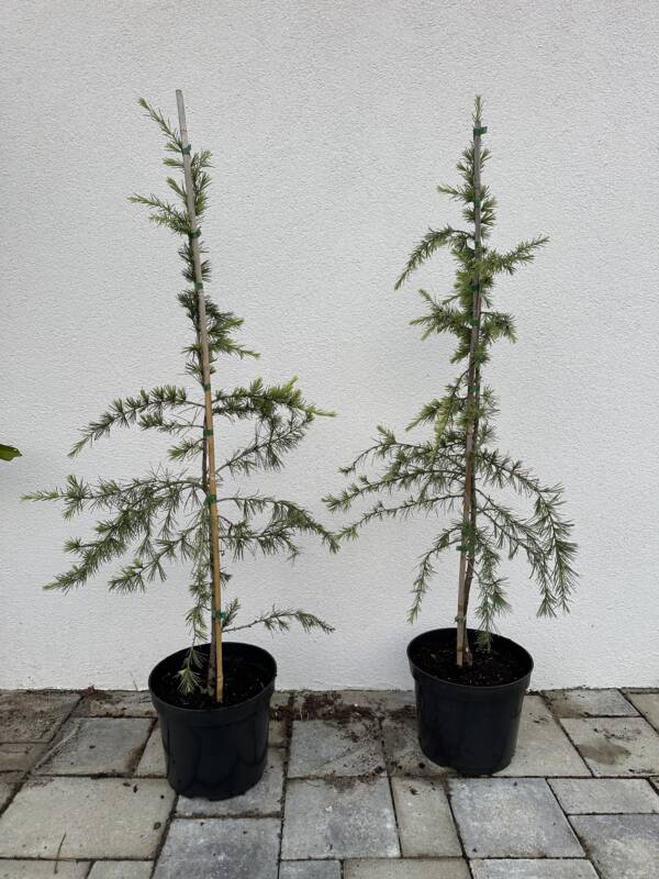 Arany himalájai cédrus - Cedrus deodara 'Golden Horizon'